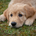 Dog Poop Pickup in Redford Michigan