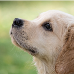Dog Poop Pickup in Redford Michigan