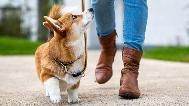 Dog Poop Pickup in Redford Michigan