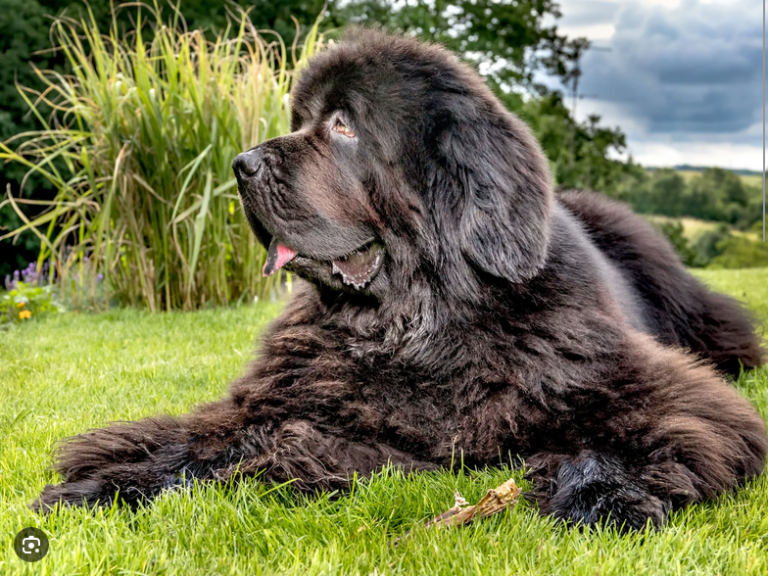 Dog Poop Pickup in Redford Michigan