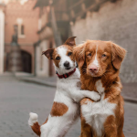 Dog Poop Pickup in Redford Michigan