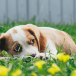 Dog Poop Pickup in Redford Michigan