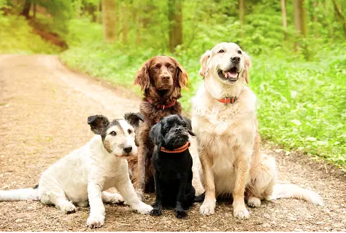 Dog Poop Pickup in Redford Michigan