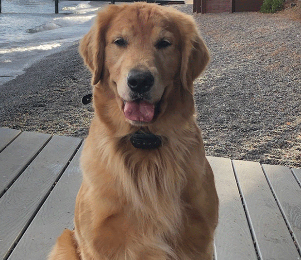 Dog Poop Pickup in Redford Michigan