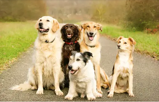 Dog Poop Pickup in Redford Michigan