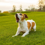 Dog Poop Pickup in Redford Michigan